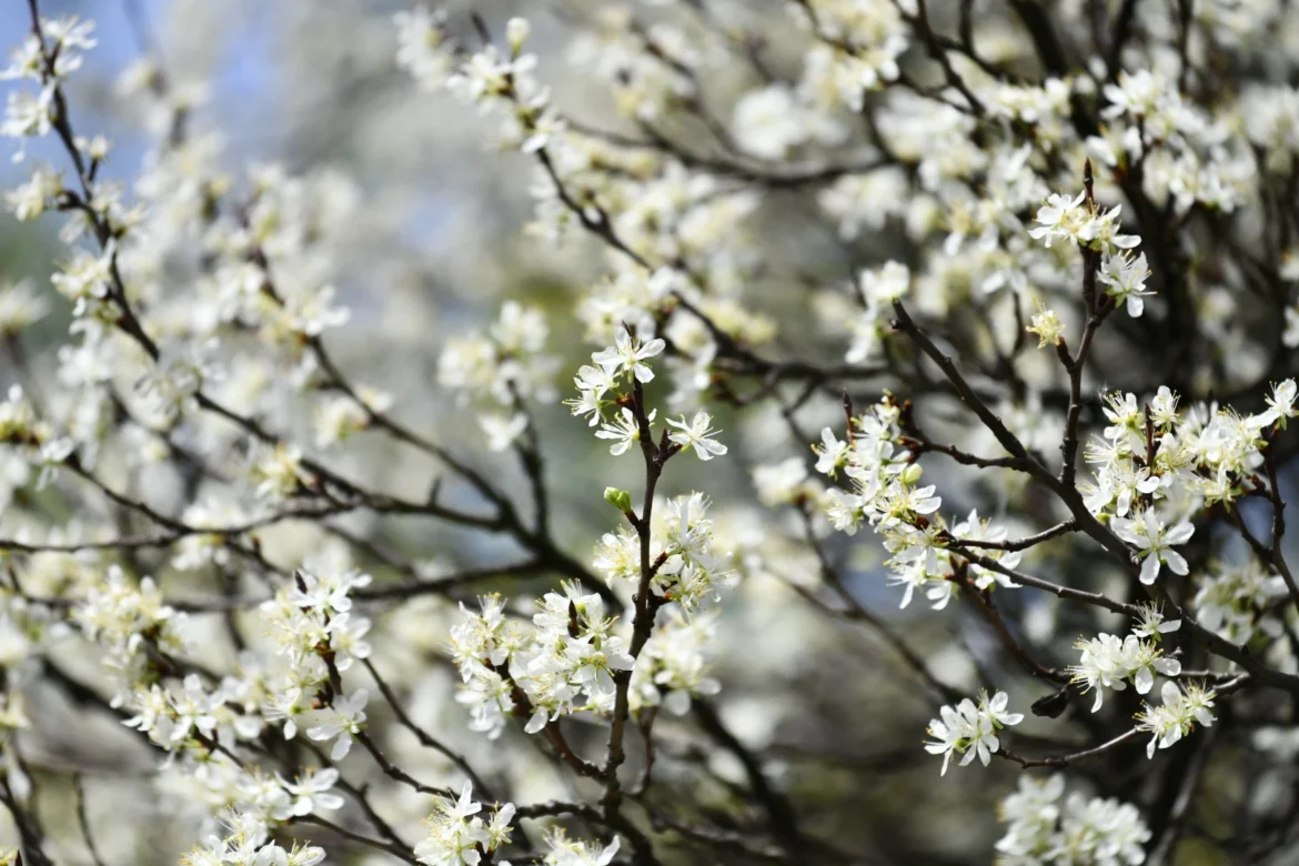 Danas je klimatološki nastupilo proljeće, a zimi je kraj: Kakvo nas vrijeme očekuje naredna tri mjeseca